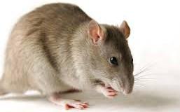 How Rats and Human Behaviour Cause Lassa Fever – Epidemiologist