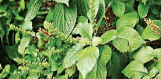 Health Benefits of Scent Leaf