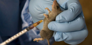 Lagos Confirms First Lassa fever Case, Health Commissioner Calms Residents