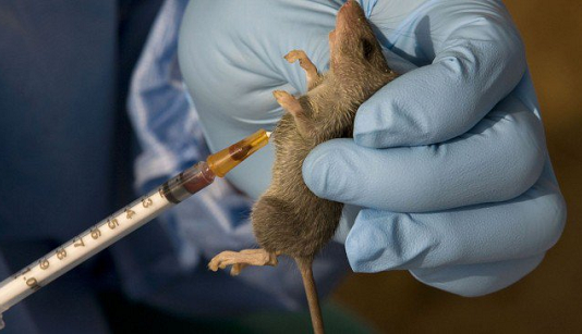 Lagos Confirms First Lassa fever Case, Health Commissioner Calms Residents