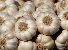 Eating Raw Garlic Could Maintain Good Memory in Old Age - Scientists