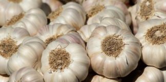 Eating Raw Garlic Could Maintain Good Memory in Old Age - Scientists