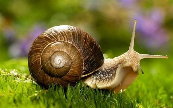 Why you should Always Include Snails to Your Daily Diet