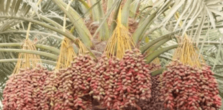 Dabino, The Rich Dessert Palm