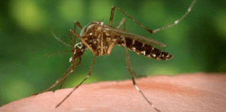 Yellow fever outbreak claims 29 lives in Bauchi