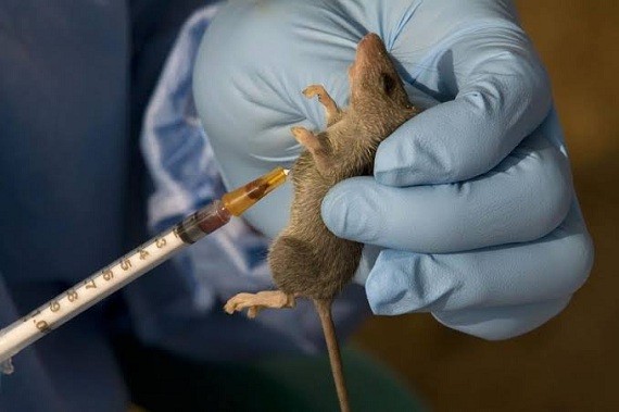Lassa Fever spread to 11 States, 195 Infected, 29 Dead -NCDC