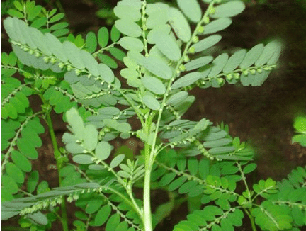 Small Leaves, Fountain of Health