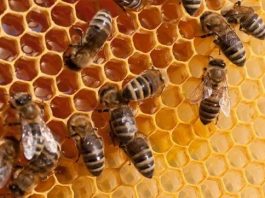Leverage Bee Extracts, RMRDC Urges Pharma, Food Manufacturers