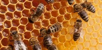 Leverage Bee Extracts, RMRDC Urges Pharma, Food Manufacturers