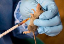 Lassa Fever Cases Rises to 829 as Death Toll Hits 160