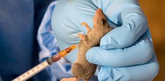 Lassa Fever Cases Rises to 829 as Death Toll Hits 160