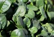 5 Super Health Benefits of Spinach
