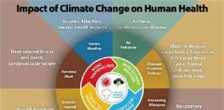 COP27: UN seeks collective effort against climate change