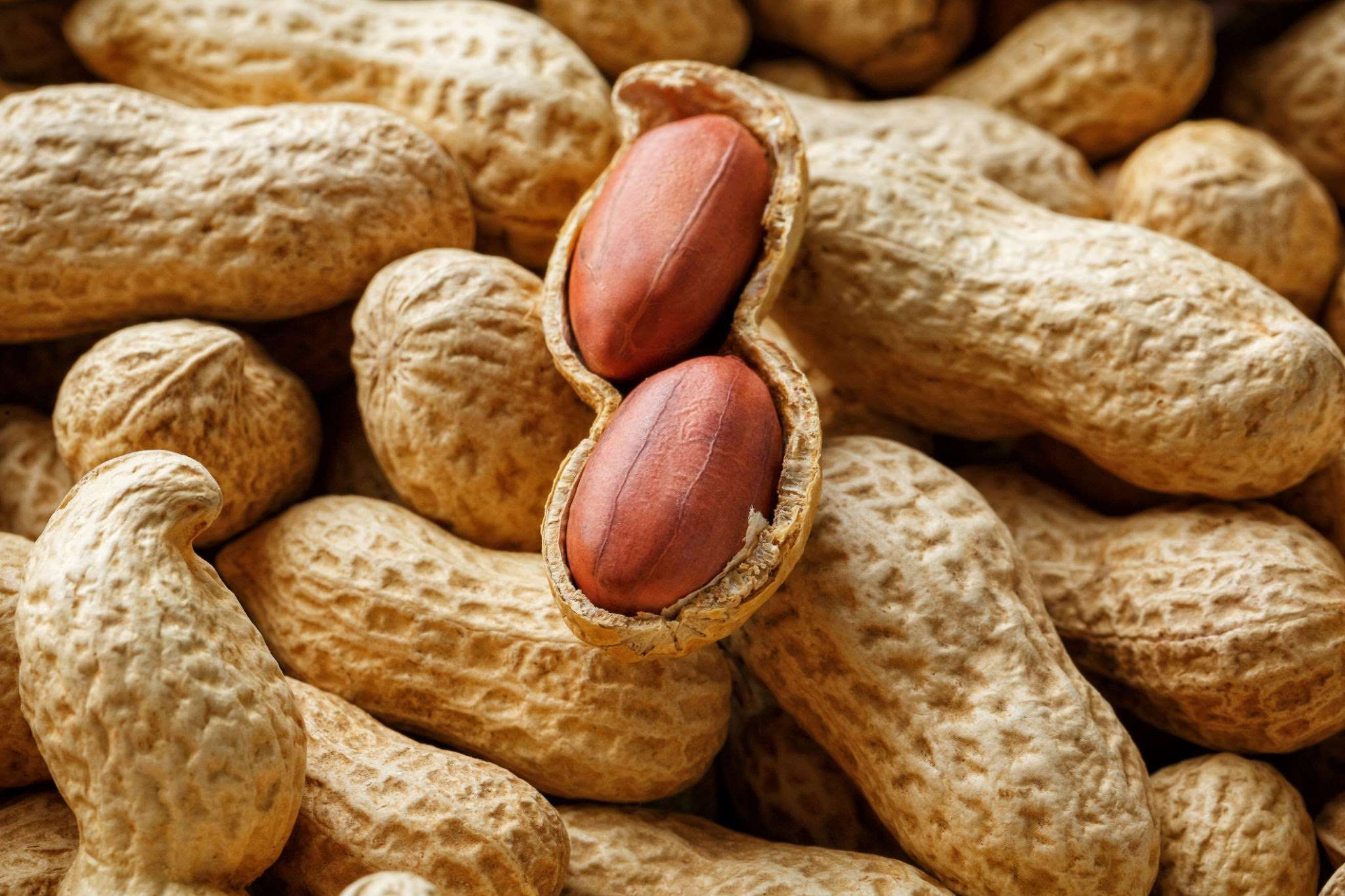 groundnut-the-earthnut-of-great-value