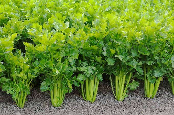 Celery, the Cooling Vegetable